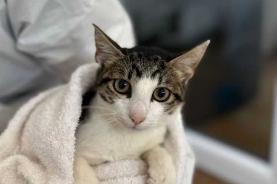 Kater Felix ist in eine Decken eingekuschelt und guckt in die Kamera