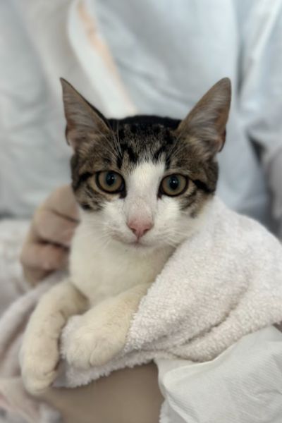 der junge Kater Felix guckt in die Kamera