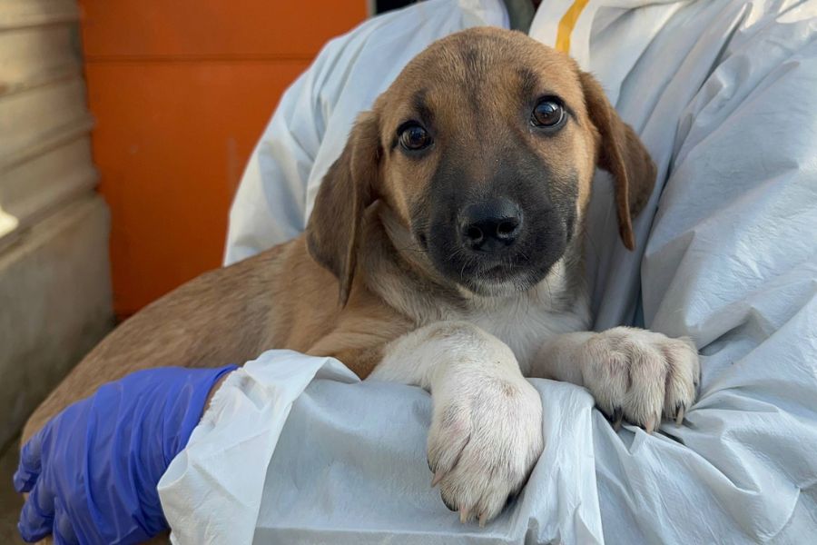 Tierschutzhund Belly schaut freundlich in die Kamera und wartet darauf adoptiert zu werden
