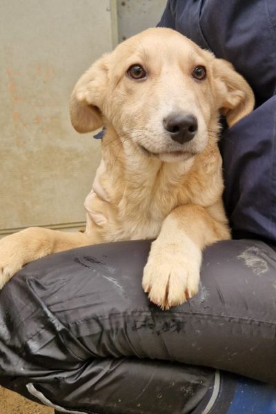 Tierschutzhund Jeremiah schaut freundlich in die Kamera und wartet darauf adoptiert zu werden