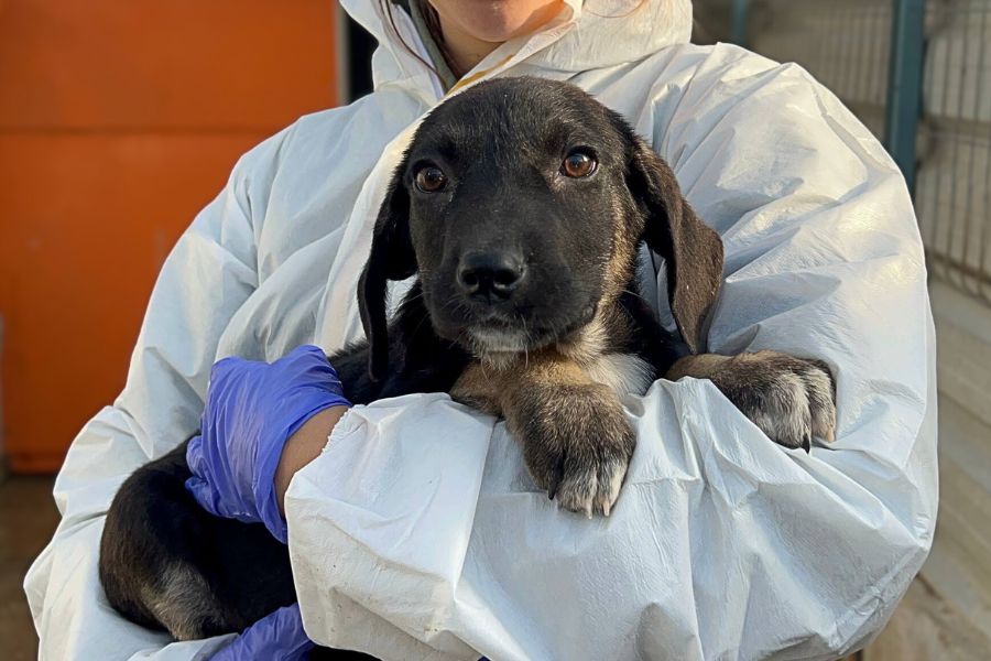 Tierschutzhund Laurel schaut freundlich in die Kamera und wartet darauf adoptiert zu werden
