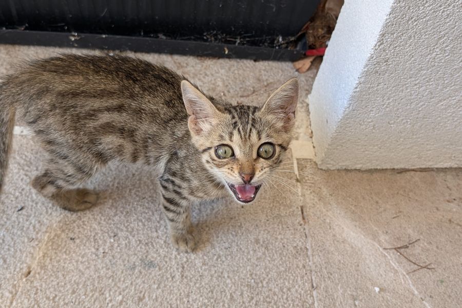 katzenrettung-duisburg-nord-hunderettung-europa