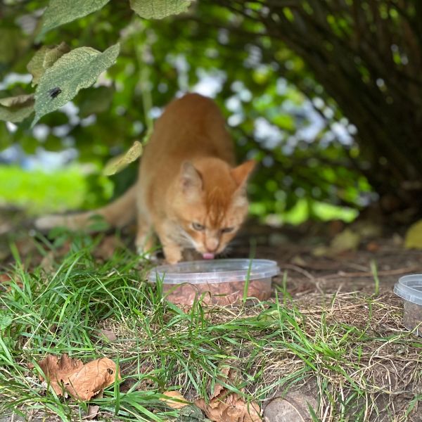 Rote Katze isst unter einem Baum