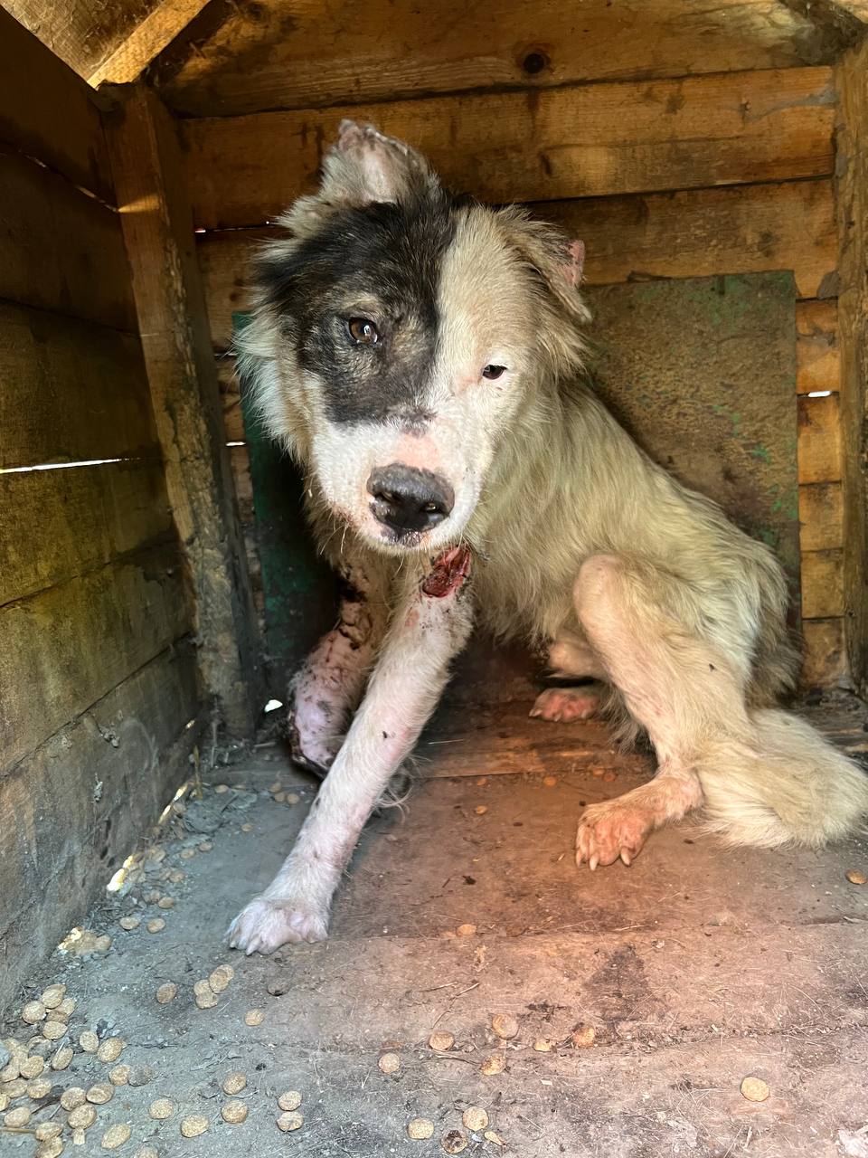 Ein schwarz weißer Hund mit vielen Wunden sitzt in einer Hundehütte