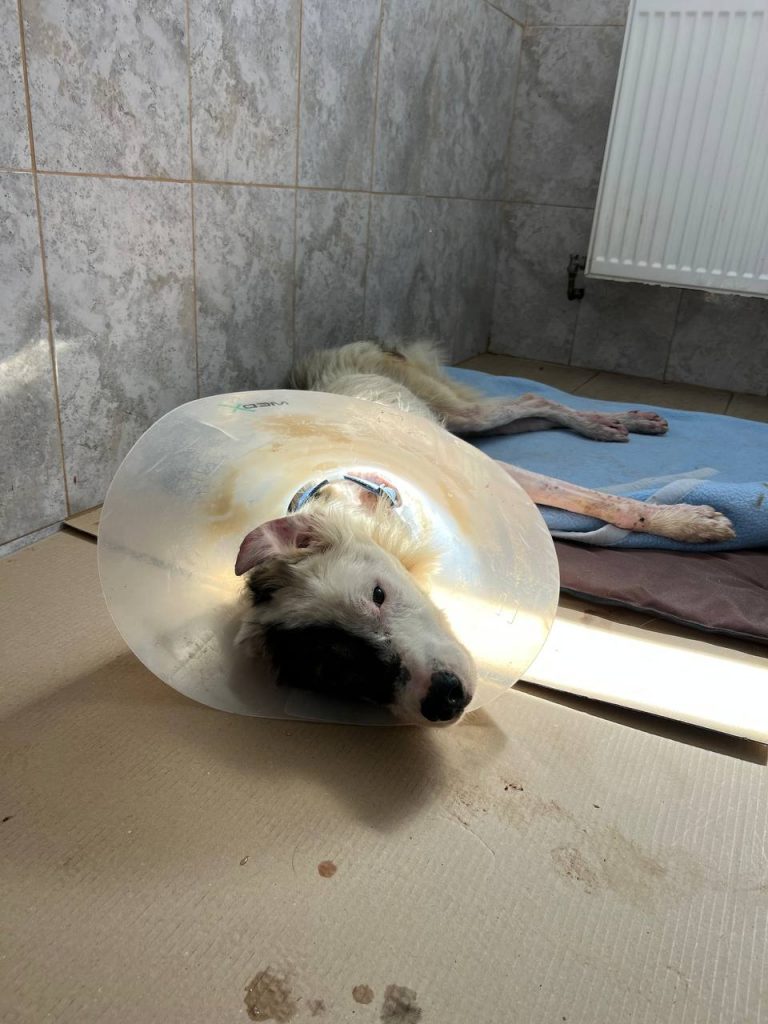 Ausruhen in Sicherheit bei uns im Tierheim