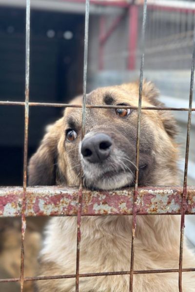 Rüde Poem schaut durch das Gitter.
