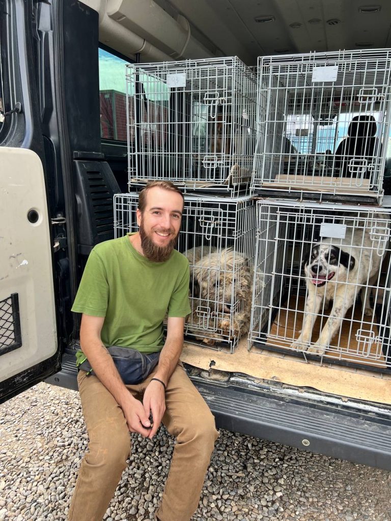 Hunde für Kastration verladen