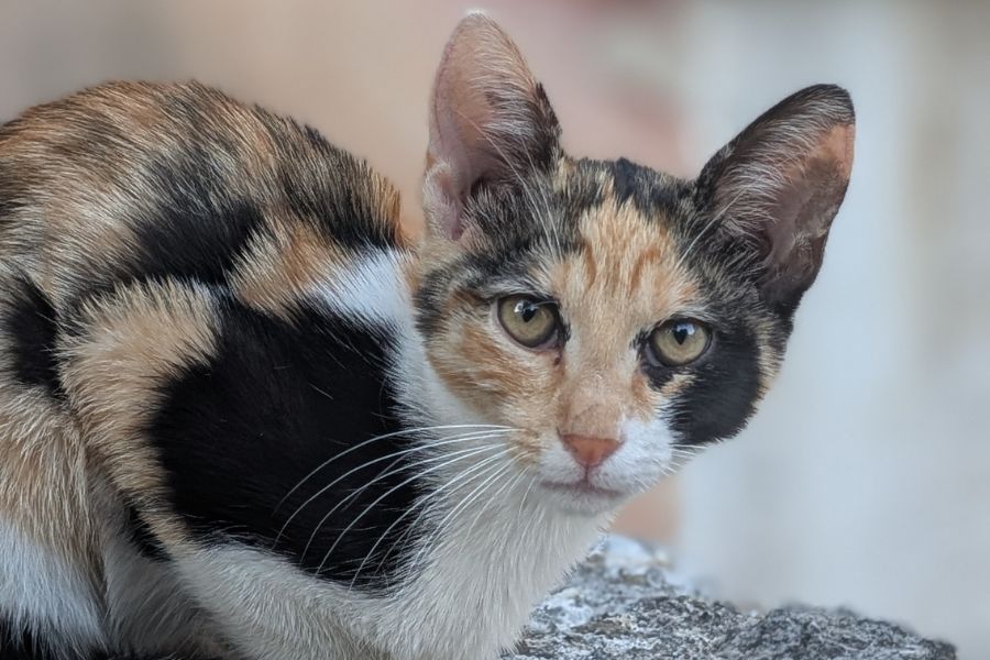 straßenkatze-duisburg-hunderettung-europa