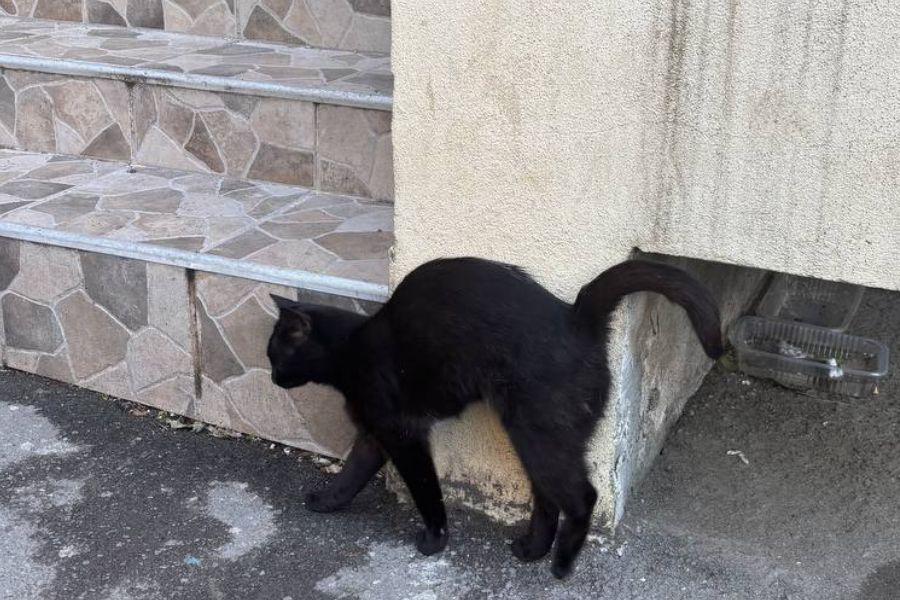 straßenkatzen-deutschland-hunderettung-europa