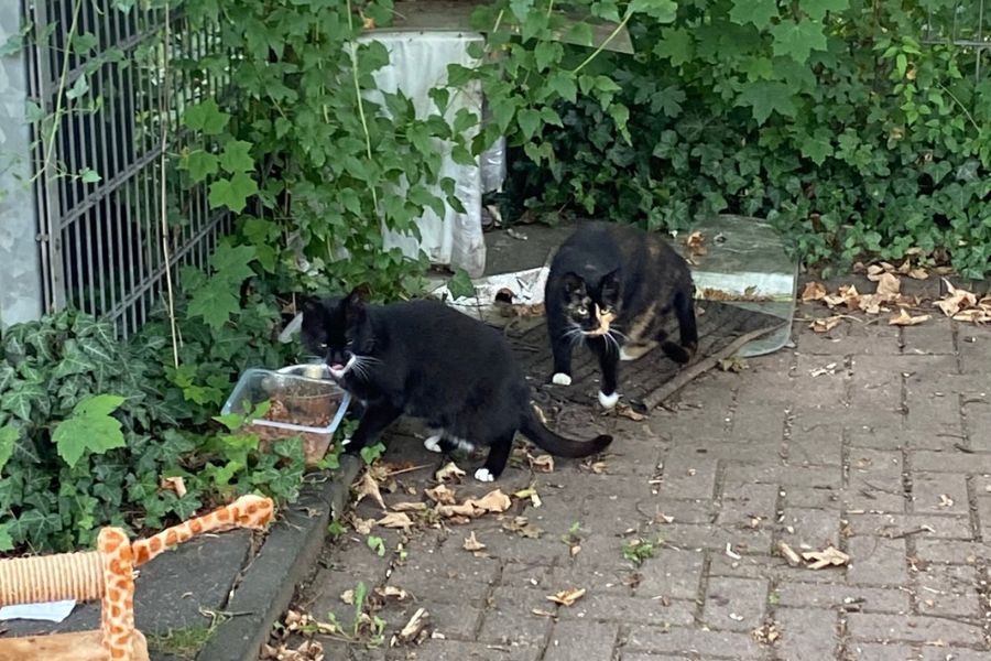 straßenkatzen-duisburg-hunderettung-europa