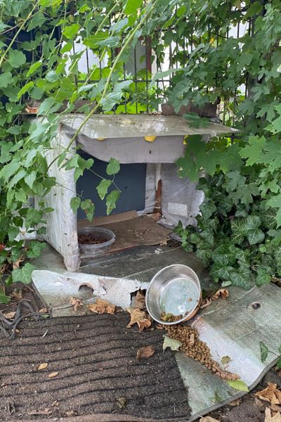 Eine improvisierte Katzenhütte