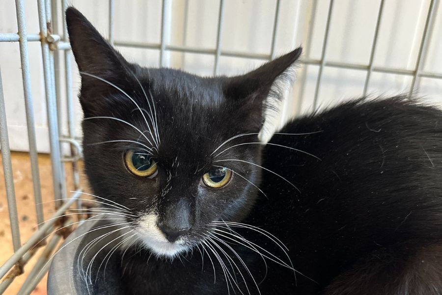 Nachaufnahme vom schwarz-weißen Kater Takeo