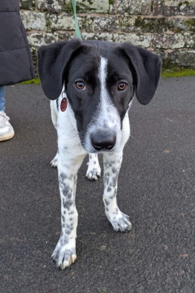 Conrad steht und schaut aufmerksam in die Kamera.