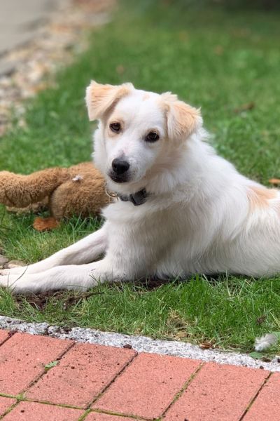 Ein junger weißer Hund liegt auf dem Rasen.