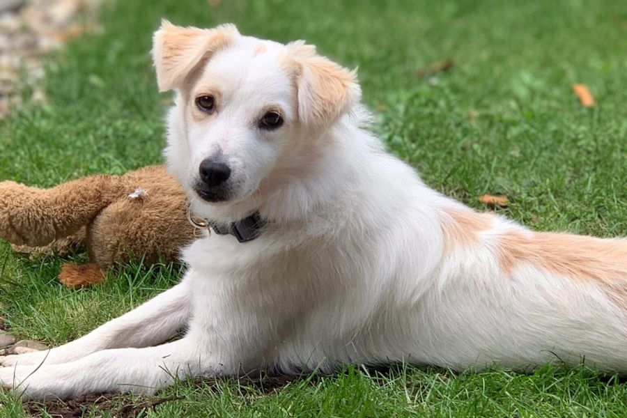 Ein weißer Hund liegt mit einem Kuscheltier im Gras.