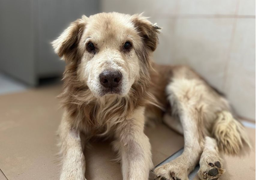 Ein Hund liegt auf dem Boden eines Tierheims.