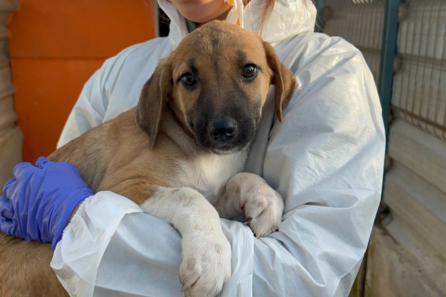 Tierschutzhund Belly schaut freundlich in die Kamera und wartet darauf adoptiert zu werden
