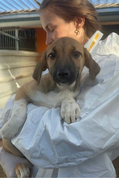 Tierschutzhund Belly schaut freundlich in die Kamera und wartet darauf adoptiert zu werden