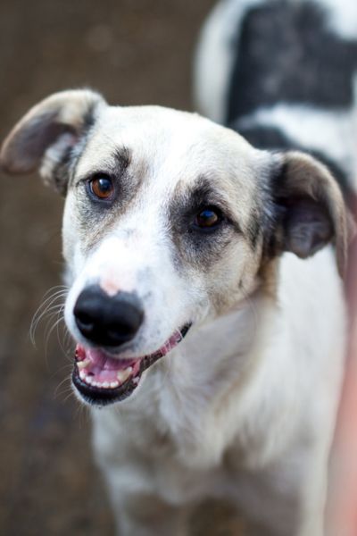 Mischlingshund Kaido mit Schlappohren schaut freundlich in die Kamera und wartet darauf adoptiert zu werden