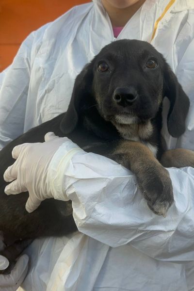 Tierschutzhund Laurel schaut freundlich in die Kamera und wartet darauf adoptiert zu werden