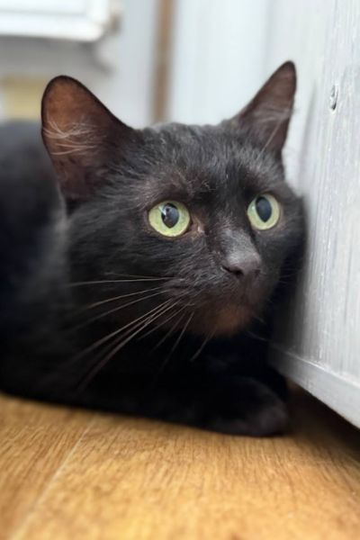 Tierschutzkater Salem