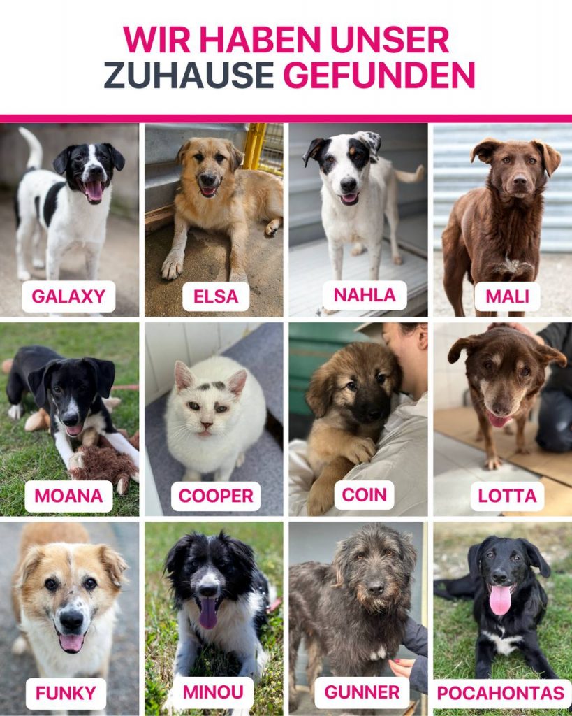 Ausreise-Rueckblick-September-02-2025-Hunderettung-Europa