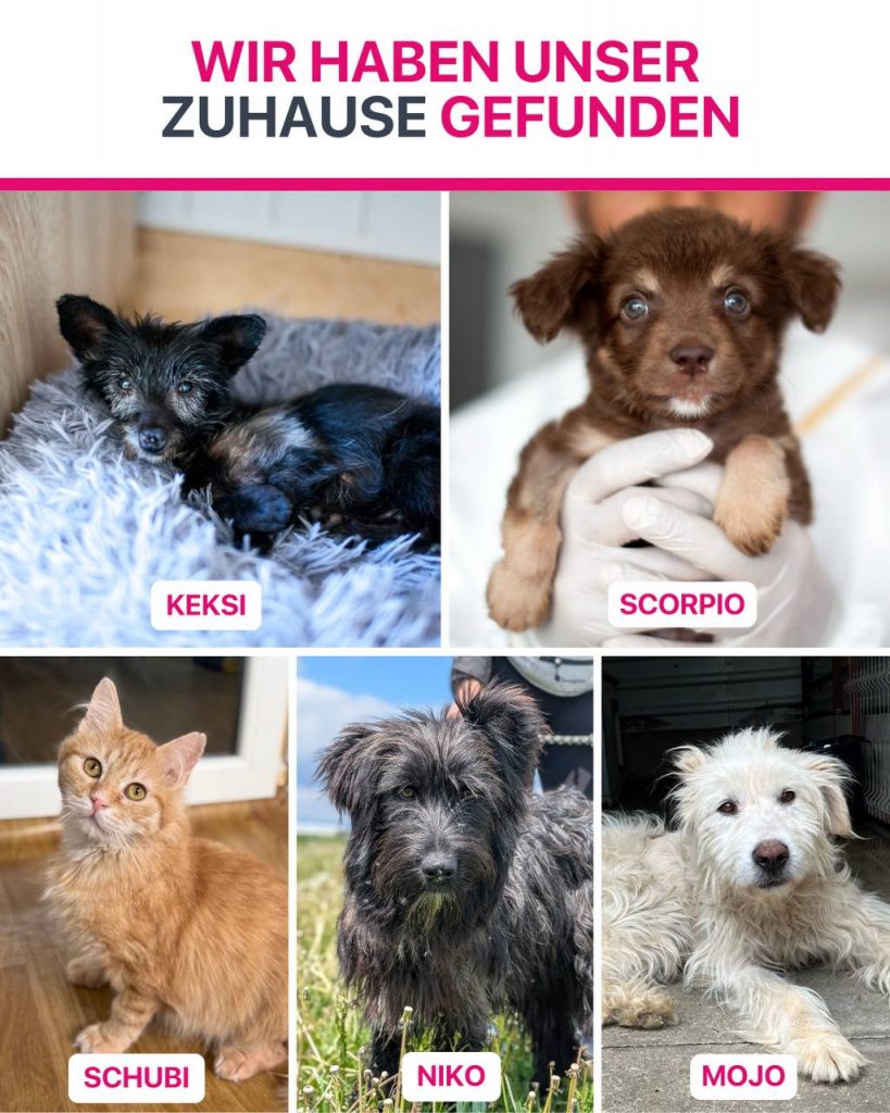 Ausreise-Rueckblick-September-03-2025-Hunderettung-Europa