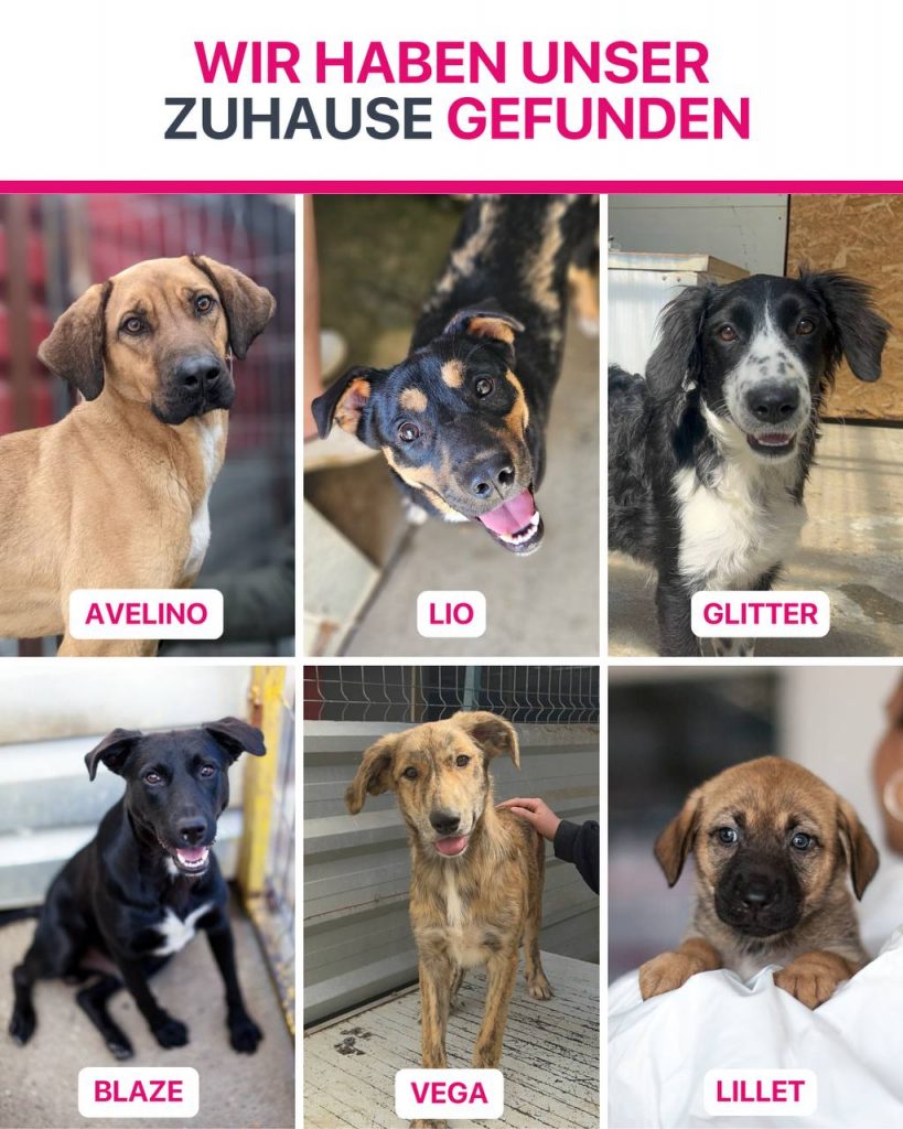 Ausreise-Rueckblick-September-04-2025-Hunderettung-Europa