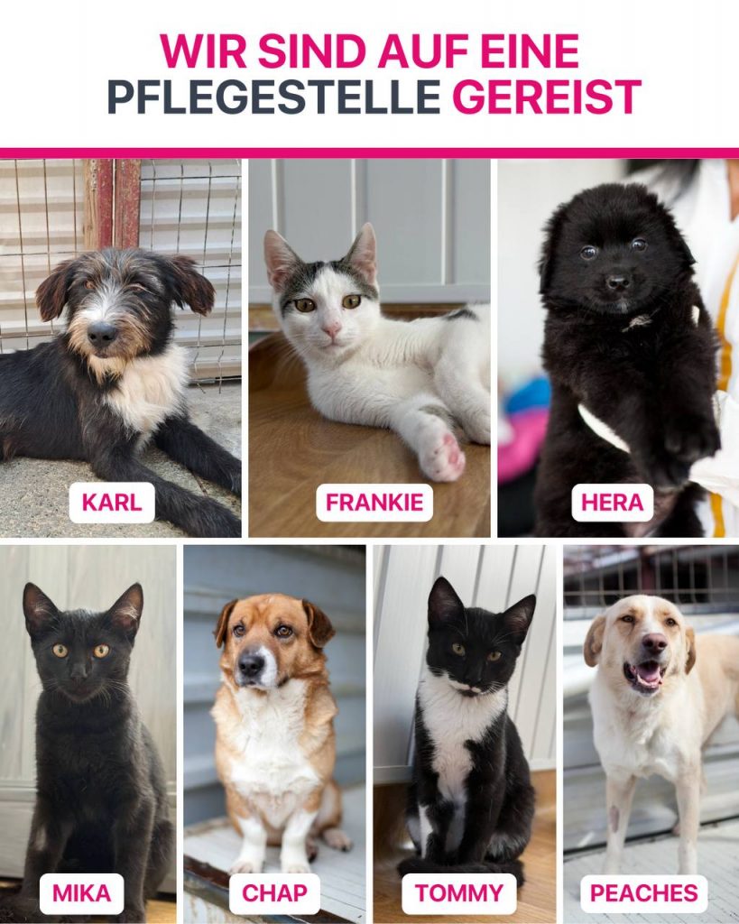 Ausreise-Rueckblick-September-05-2025-Hunderettung-Europa