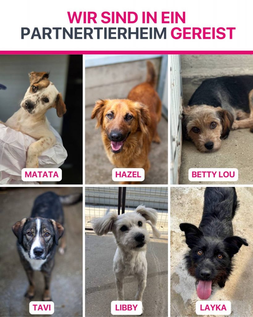 Ausreise-Rueckblick-September-06-2025-Hunderettung-Europa