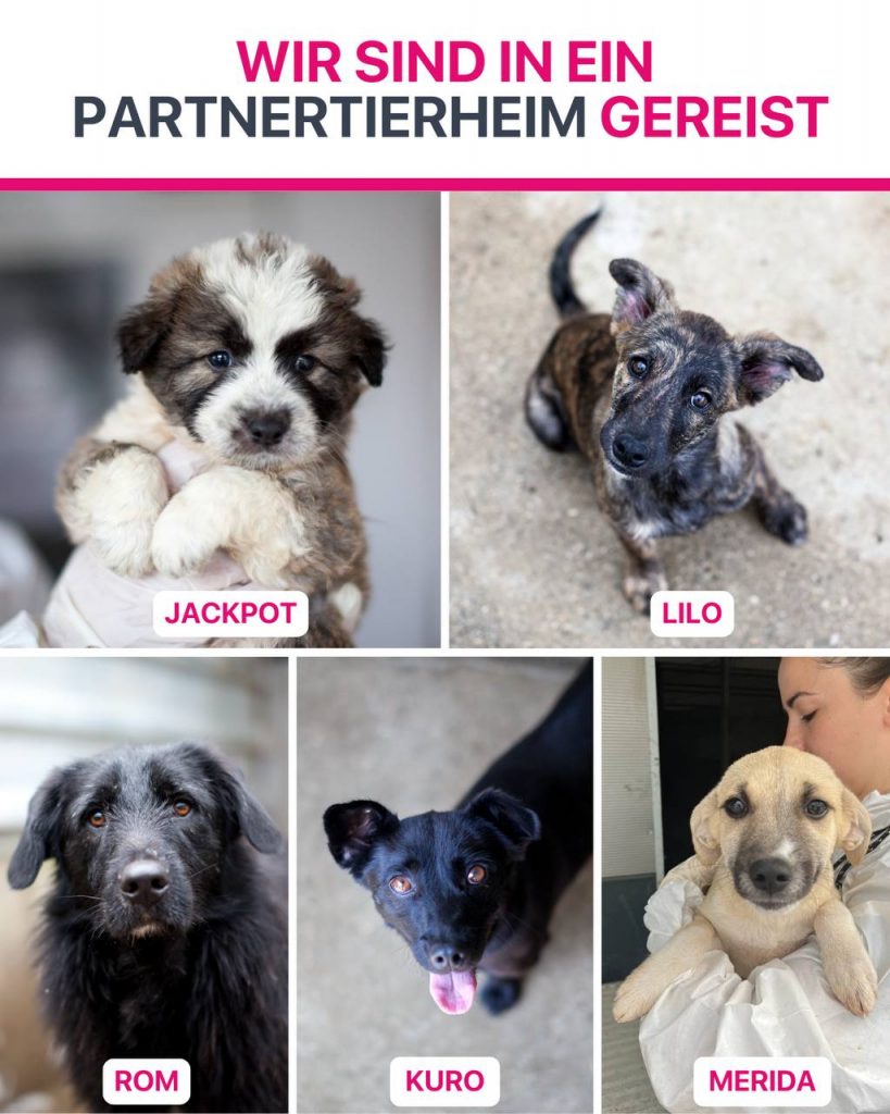 Ausreise-Rueckblick-September-07-2025-Hunderettung-Europa