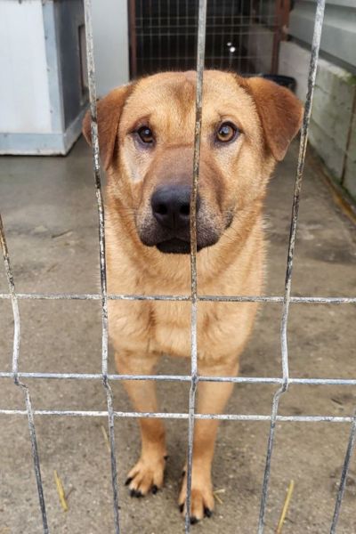 Caleb hinter dem Gitter