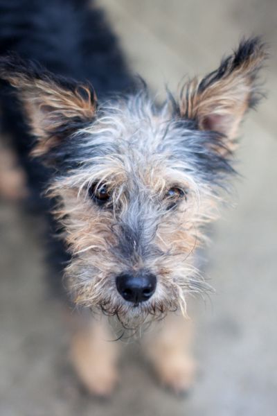 Hund sieht neugierig in die Kamera