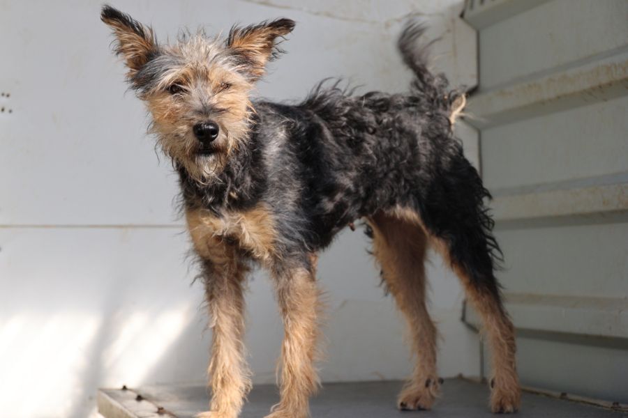 Hund sieht neugierig in die Kamera