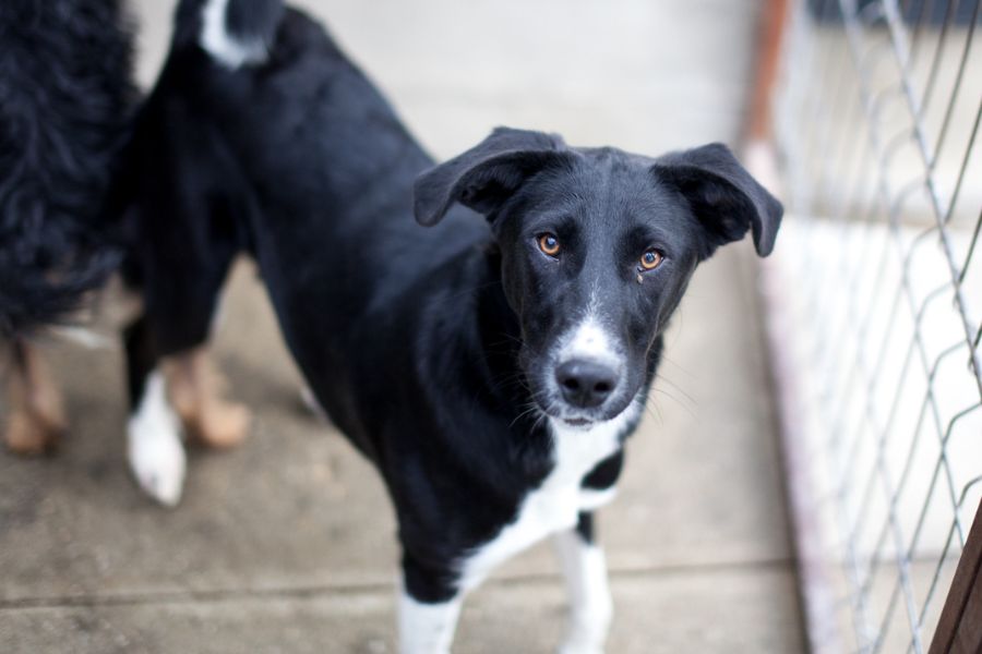Hund sieht in die Kamera