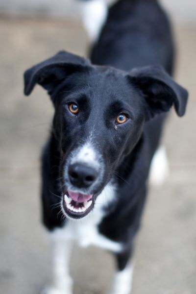 Hund sieht in die Kamera