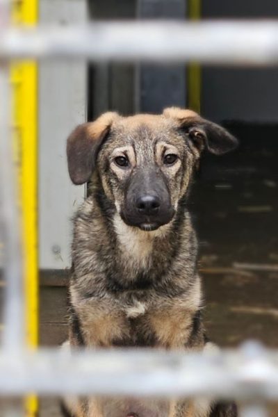 Hund mit beige-schwarzem Fell sitzt Hinter einem Zaun und schaut in die Kamera.