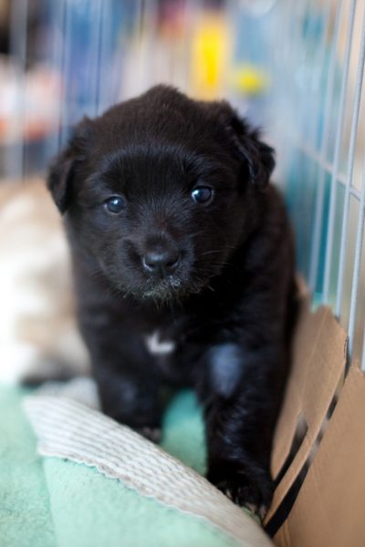Schwarzer Welpe befindet sich in einem Zwinger und schaut in die Kamera.