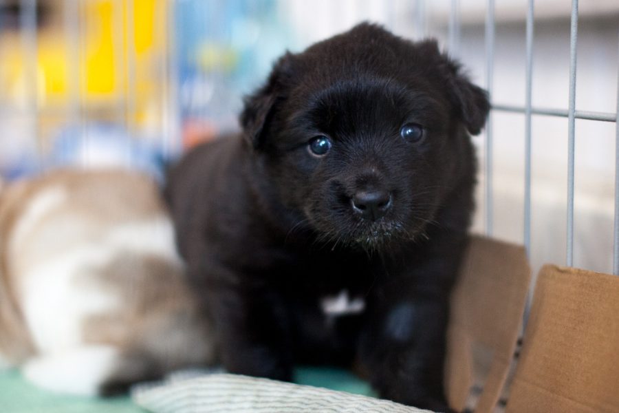 Schwarzer Welpe befindet sich in einem Zwinger und schaut in die Kamera.