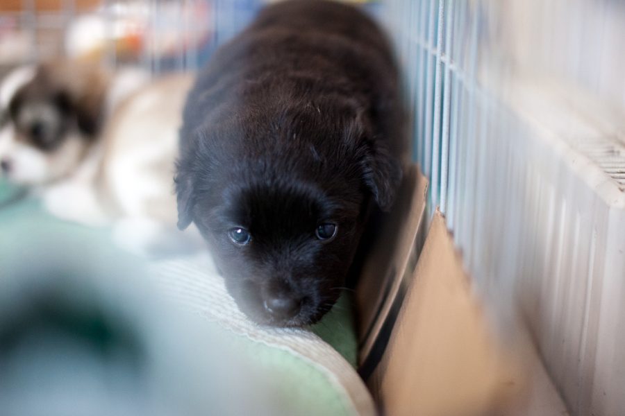 Schwarzer Welpe befindet sich in einem Zwinger und schaut in die Kamera.