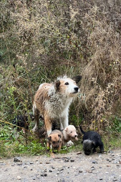 Beata und ihre Welpen verängstigt auf der rumänischen Straße