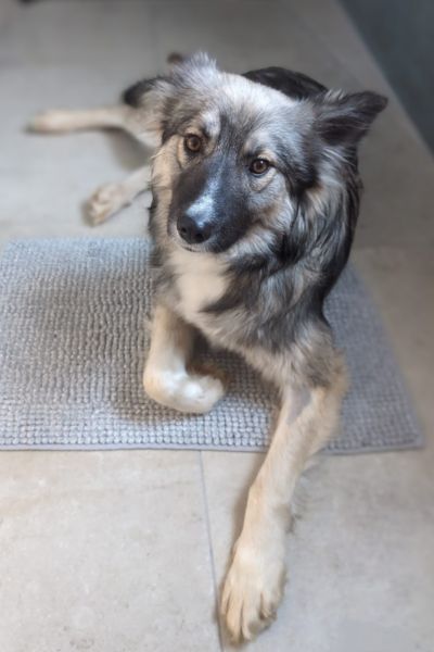 Ein Hund liegt auf dem Boden und schaut in die Kamera.
