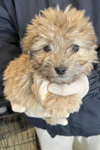 Kleiner WElpe wird in die Kamera gehalten