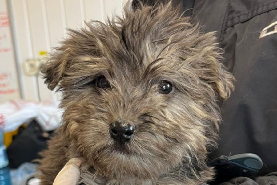 Eine Nahaufname des wuscheligen Welpen Haymitch