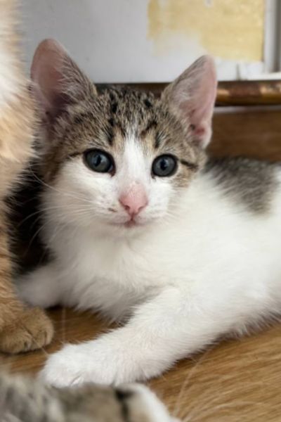 Kitten Maple schaut in die Kamera