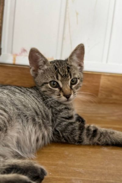 Kater Oakly liegt auf dem Boden