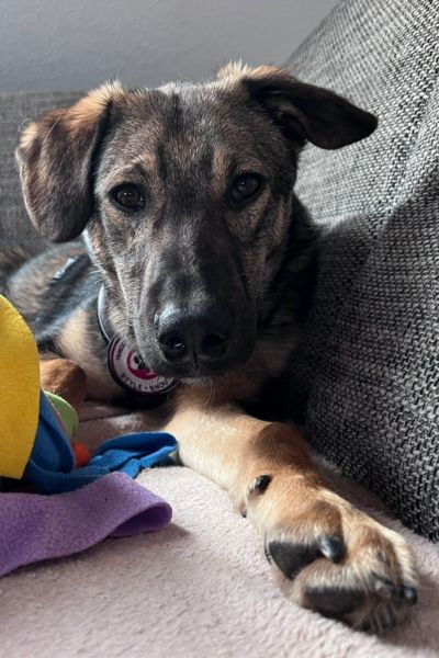 Aang liegt auf einem Sofa und schaut direkt in die Kamera