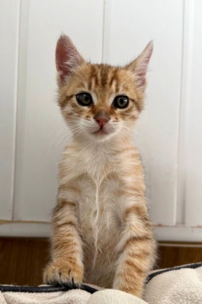 Orange getigerter, junger Kater guckt in die Kamera