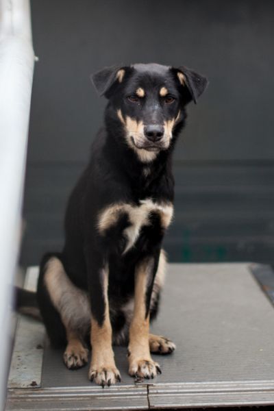 Hund sieht in die Kamera