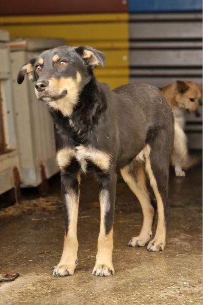Hund steht in seinem Zwinger und beobachtet das Geschehen.